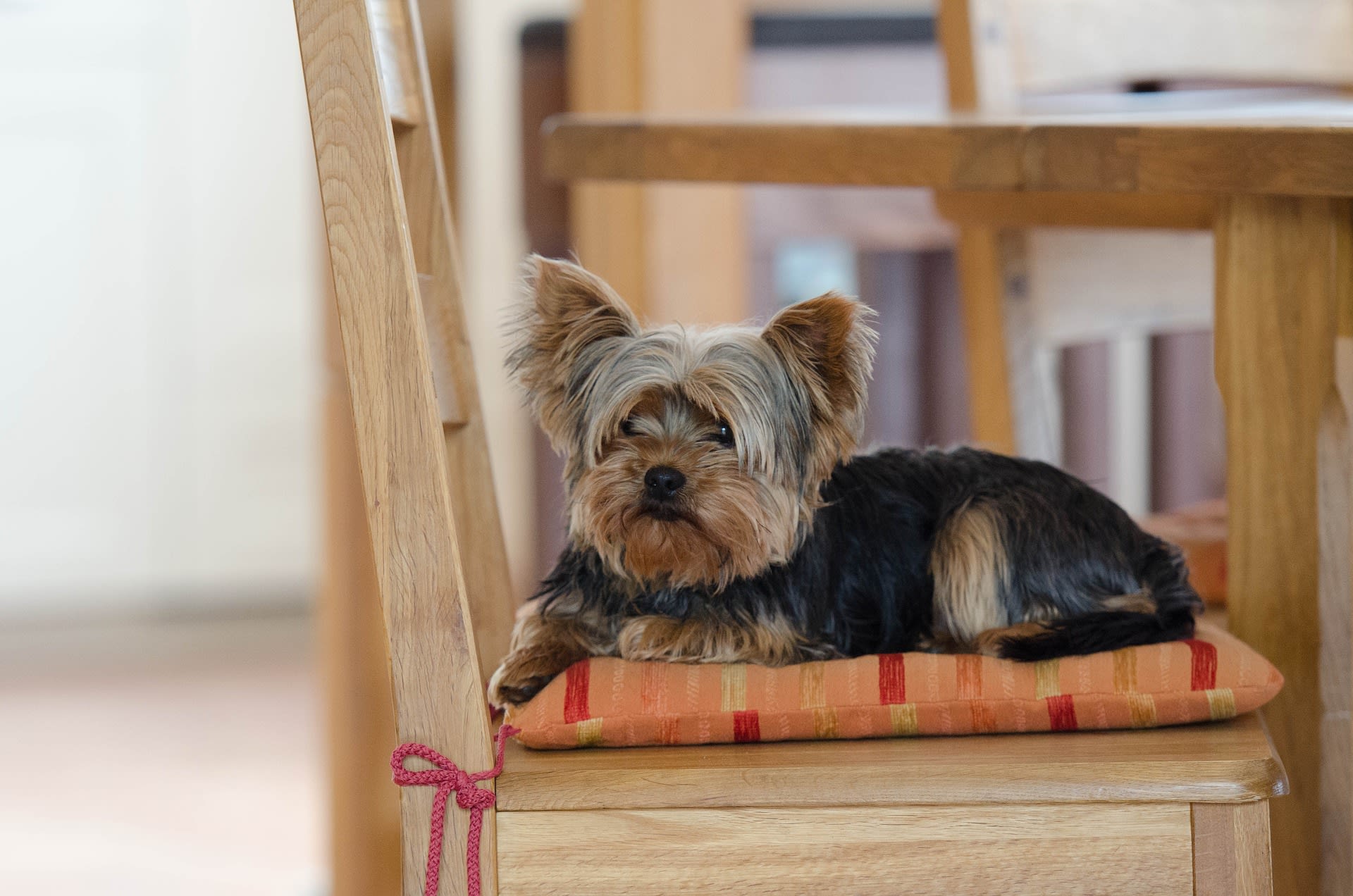 Yorkie shaking and lethargic hotsell